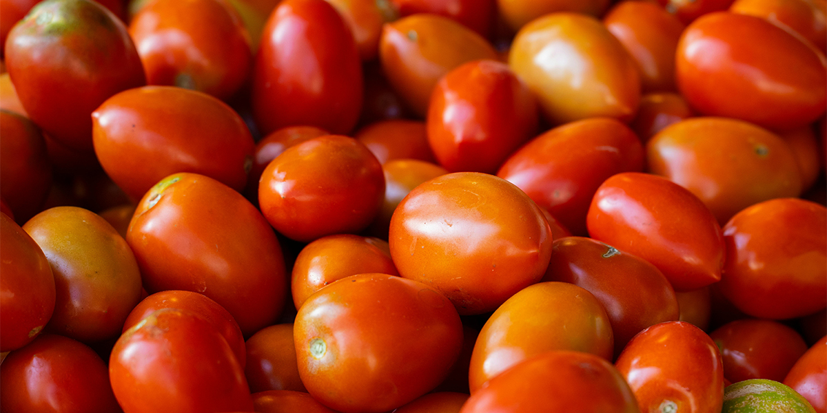 Pomodoro da industria, l’Italia resta tra i big mondiali nonostante una lieve frenata produttiva